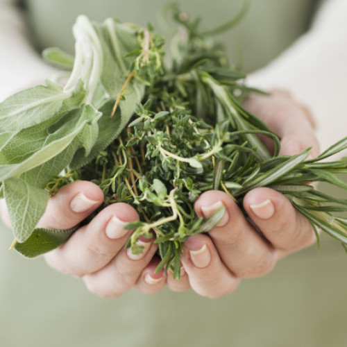 Cimbrul, planta aromatică cu multiple beneficii pentru sănătate și proprietăți antimicrobiene