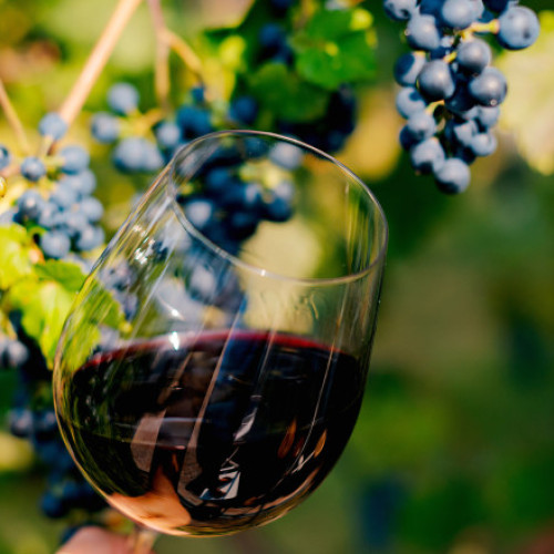 Producția de vin în Moldova crește cu 35% datorită condițiilor meteorologice favorabile