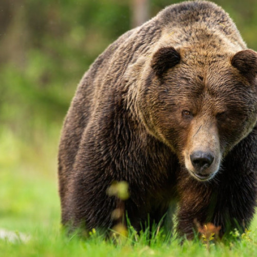 Ministerul Mediului propune împușcarea urșilor care intră în localități