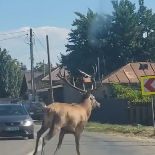 Cerb speriat, salvat de pompieri după ce a alergat haotic pe șoseaua din Borcea