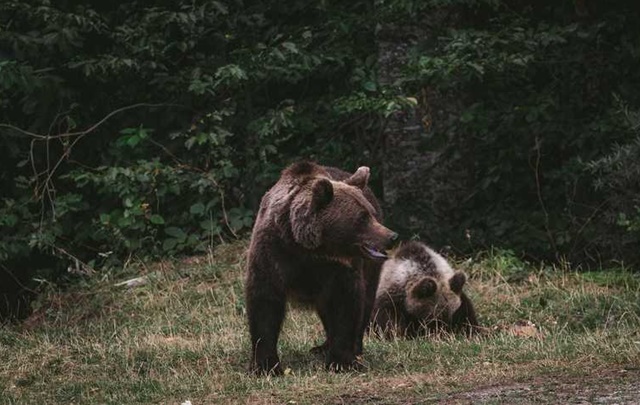 Viceprimarul Brașovului propune schimbări pentru gestionarea urșilor urbani