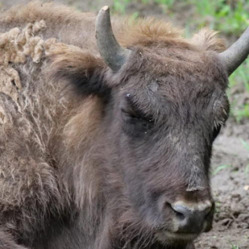 Moartea a 21 de zimbri în Munții Țarcu din cauza unei infestări parazitare