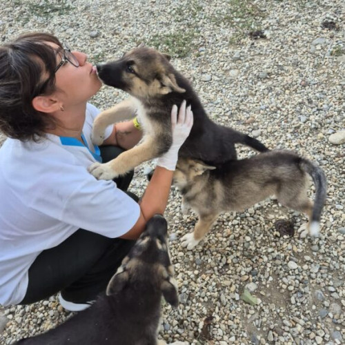 Campanie gratuită de castrare și microcipare pentru animalele din Pantelimon