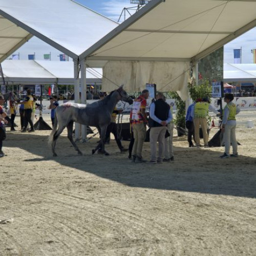 Campionatul mondial de anduranță ecvestră a ridicat standarde în Buftea