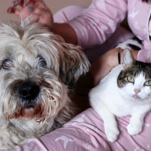 57,1% dintre români au animale de companie, câinii fiind cei mai populari