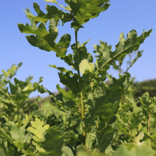 Patru pădurari condamnați pentru furt de lemne, concediați din Romsilva