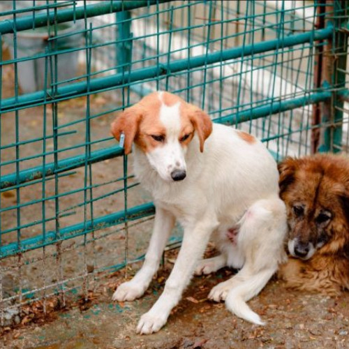 Peste un milion de câini eutanasiați în România în două decenii, potrivit unui studiu