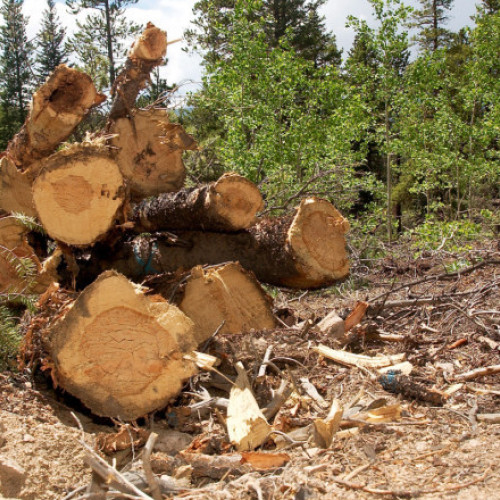 Patru pădurari condamnaţi pentru furt de lemne concediaţi de Romsilva