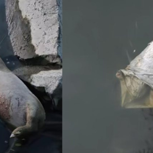 Doi porci morți găsiți în Someș, scandal în satul Mogoșești