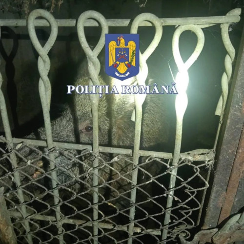 Descoperire de articole pirotehnice și carne de vânat în timpul unei percheziții în Mehedinți