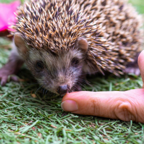 Femeie de 64 de ani mușcată de un arici, tratată la Spitalul Județean Buzău