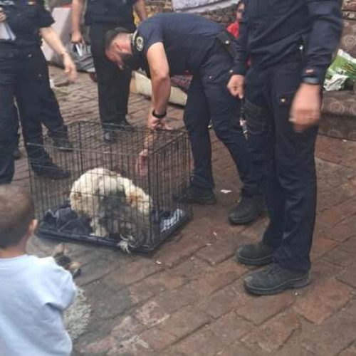 Poliția din Timiș amenință cu amenzi mari pentru nesterilizarea câinilor metiși