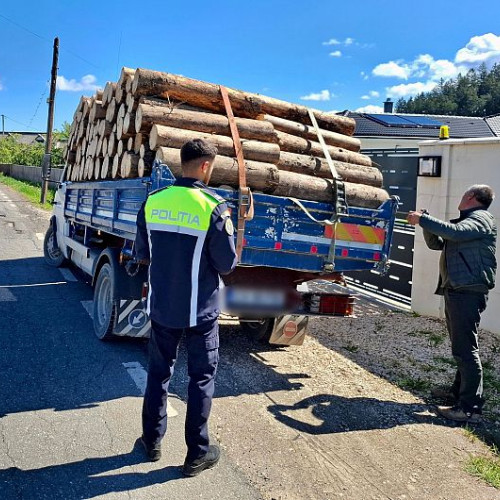 Doi bărbați reținuți pentru tăiere ilegală și furt de molizi în Întorsura Buzăului