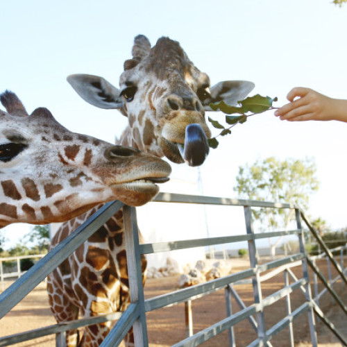 Studii britanice arată reacții diferite ale animalelor din grădini zoologice față de vizitatori