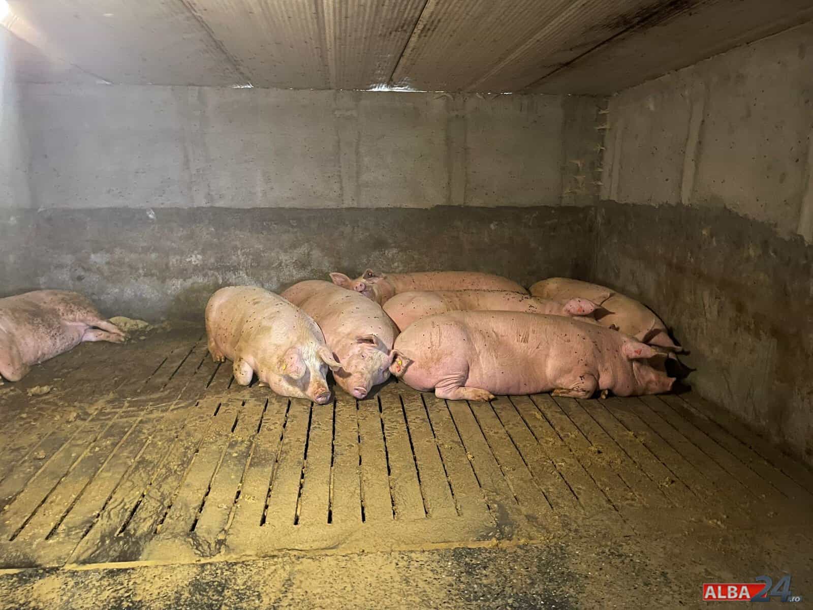 ANSVSA avertizează asupra riscului crescut de boli la animale în România