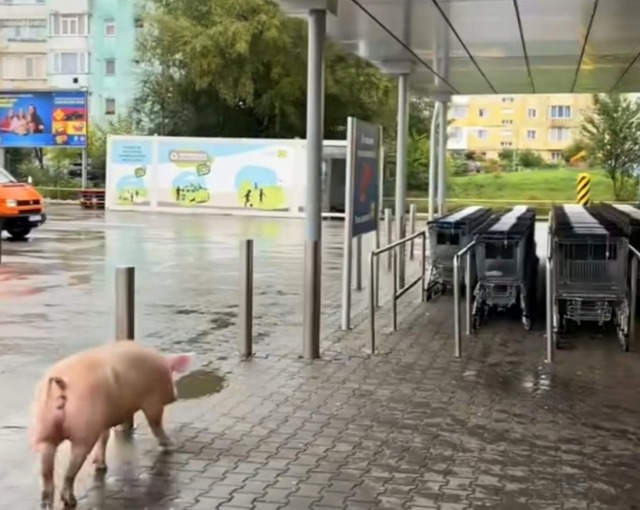 Porc viu surprinzător la Lidl din Victoria amuză clienții