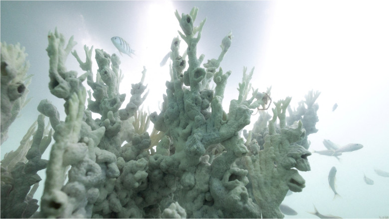 Pământul a atins un prag catastrofal al emisiilor de gaze și recifele de corali sunt în pericol