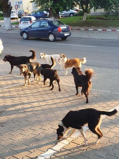 Expertiza medico-legală confirmă decesul minorului cauzat de atac canin