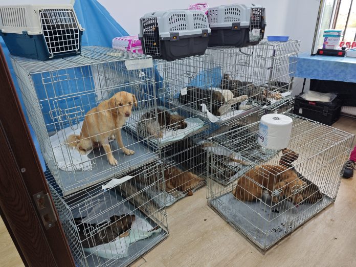 Primăria Cernica informează despre obligațiile legale privind deținerea câinilor