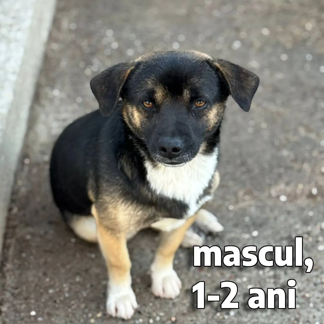 Câinii de la târgul de adopții din Craiova sunt microcipați și vaccinați gratuit