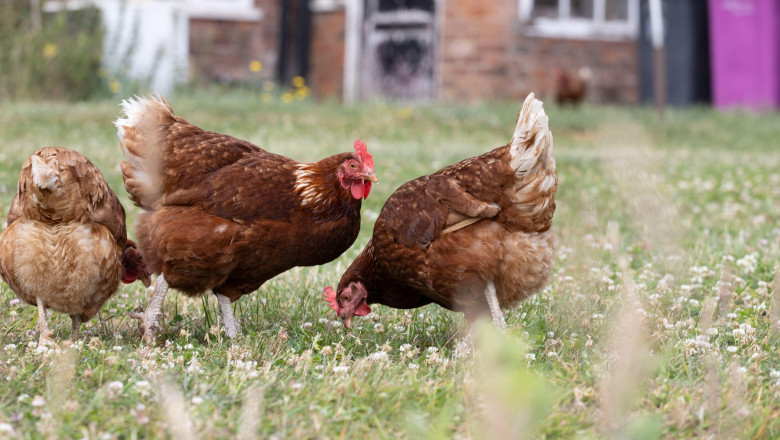 Trei găini au fost abandonate în clasa întâi a unui tren local în Germania