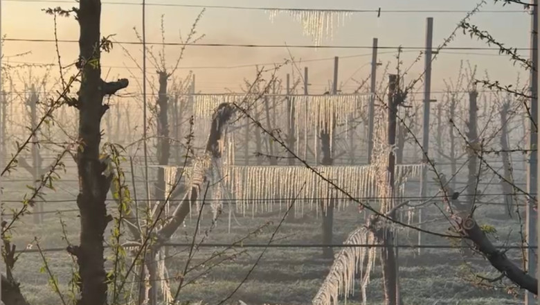 Comisia Europeană alocă aproape 50 milioane euro pentru fermierii afectați de înghețuri în șase țări