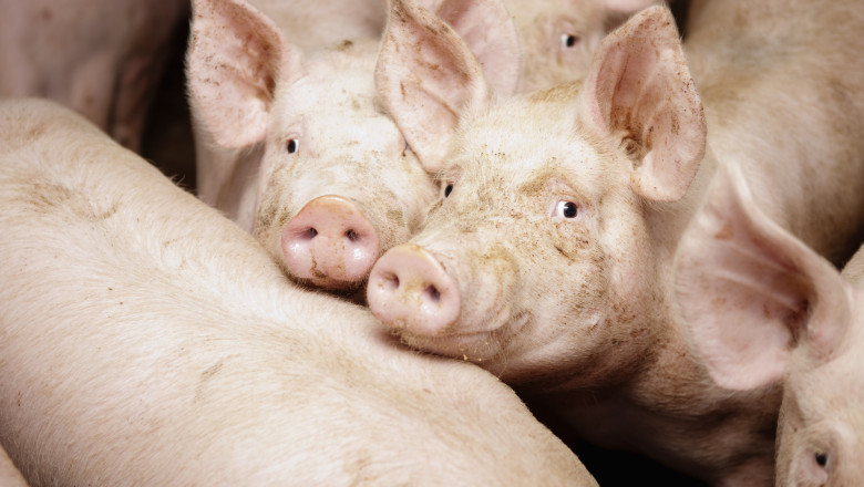 Clienții din Oltenia rezervă porci pentru Crăciun din octombrie pentru prețuri mai mici