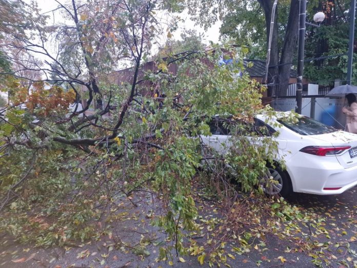 Pompierii din Focșani acționează pentru degajarea unui arbore căzut pe carosabil și mașină