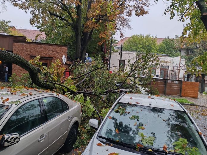 Arbori doborâți de vânt în centrul municipiului Focșani