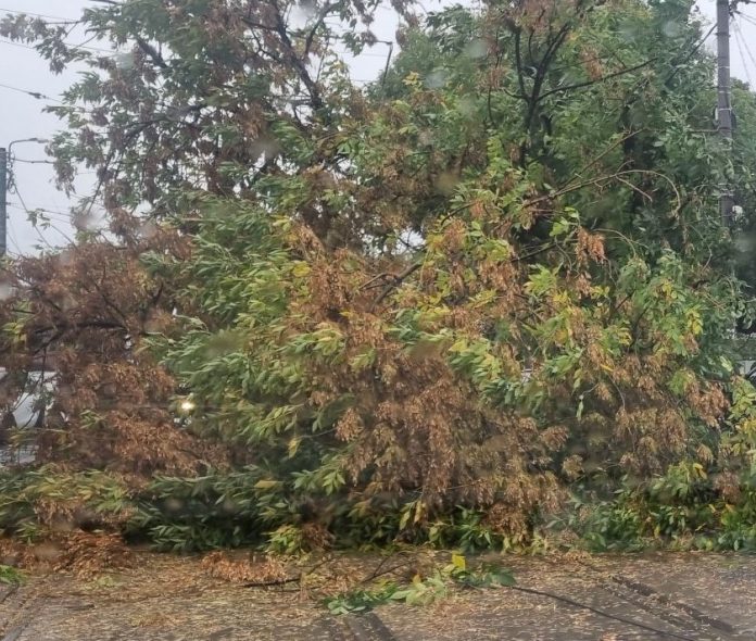 Traficul pe DN 23, blocat temporar din cauza unui arbore căzut peste o mașină