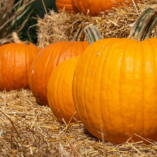 Dovleacul aduce beneficii importante pentru sănătate prin nutrienții săi