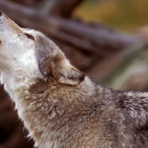 Populația lupilor din Europa a crescut semnificativ, dar Danemarca încă ezită