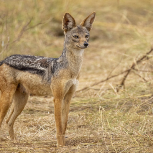 Șacalii terorizează localnicii și fermierii din Oltenia în fiecare seară