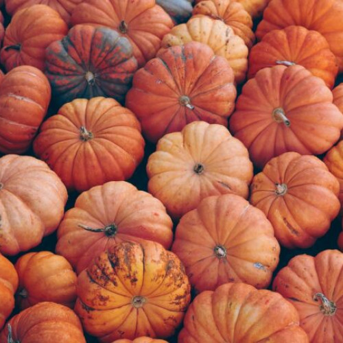 Festivalul dovlecilor aduce magie și gusturi inedite în Parcul Titan