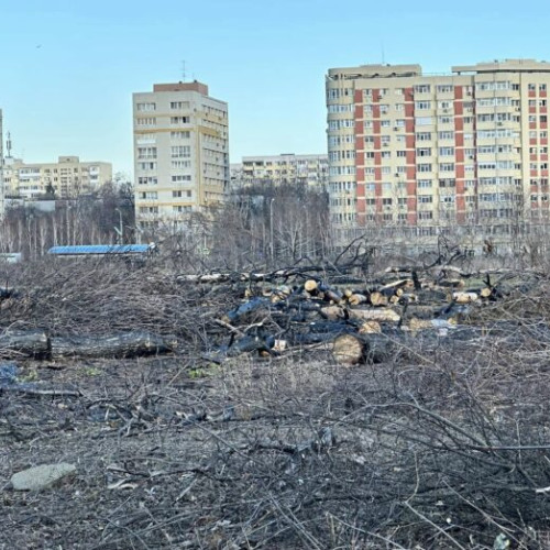 Organizații civice cer majorarea amenzilor pentru defrișările ilegale din București