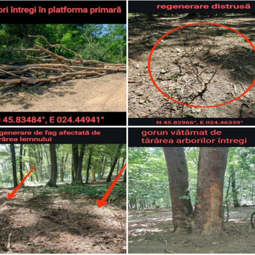 Agent Green semnalează tăieri ilegale de arbori în zona protejată Hosman