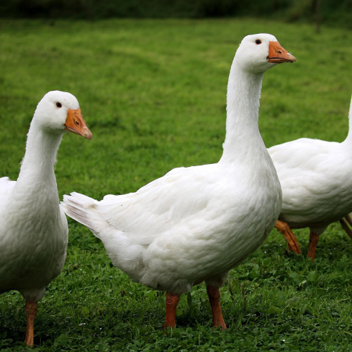 DSVSA Ialomița monitorizează riscul de gripă aviară în 24 de localități