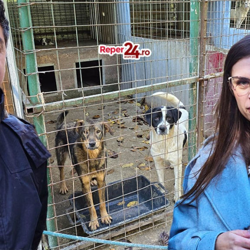 Descoperire şocantă la padocul public dintre Reşiţa şi Lupac