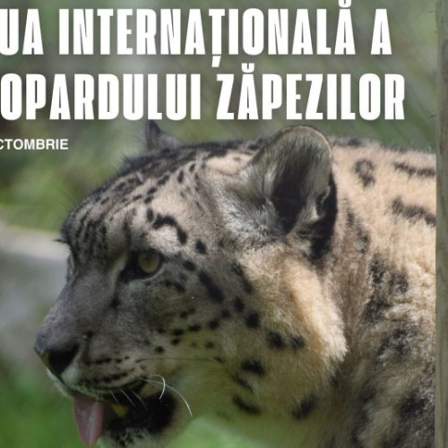 Ziua leopardului zăpezilor, sărbătorită cu activități interactive la Zoo Brașov