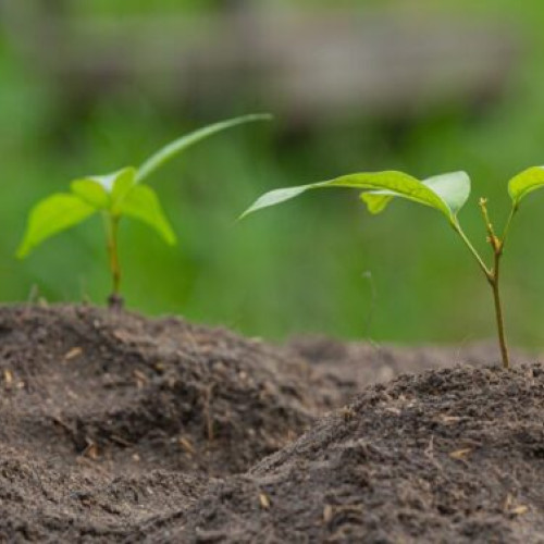 Raport avertizează asupra ignorării solului sănătos în adaptarea la schimbările climatice