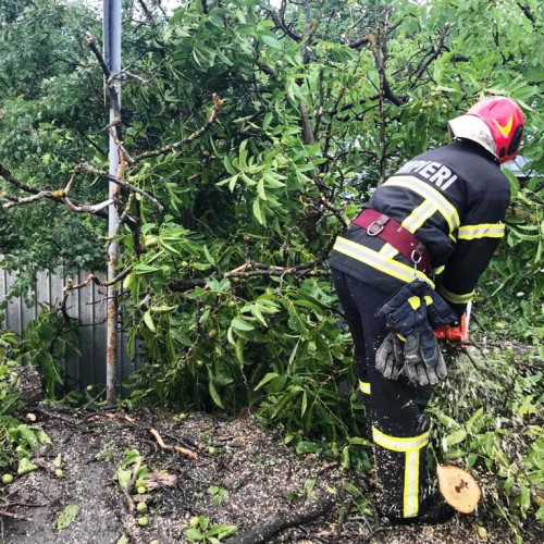 Comitetul județean Vrancea adoptă măsuri de siguranță privind arborii uscați periculoși