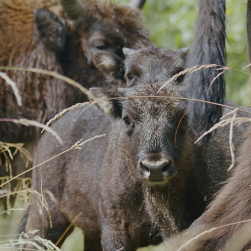 Documentarul „Arhitecții naturii” aduce pe marile ecrane reîntoarcerea zimbrilor și castorilor în Munții Făgăraș