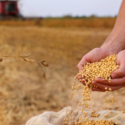 Soia americană în exces, dar China a oprit importurile în contextul războiului comercial