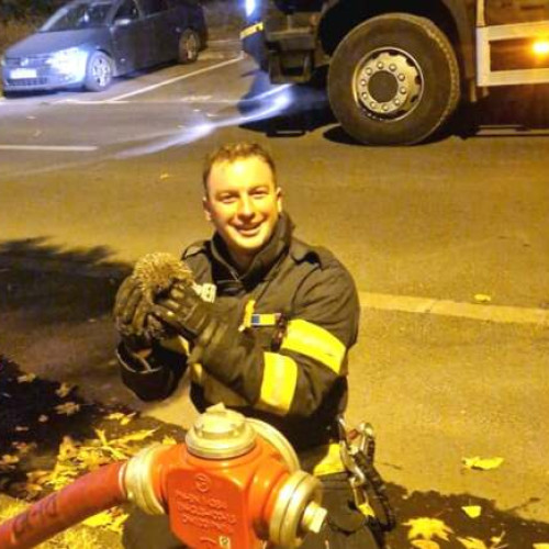 Pompierii din Timișoara au salvat un arici în timpul intervenției la un incendiu de vegetație
