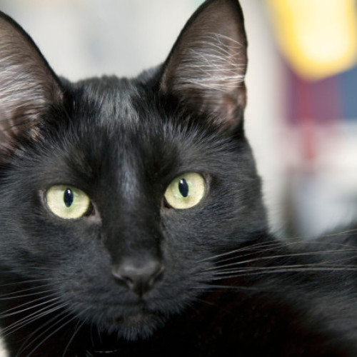 Ziua Pisicilor Negre la muzeul „Antipa” cu ateliere și târg de adopții