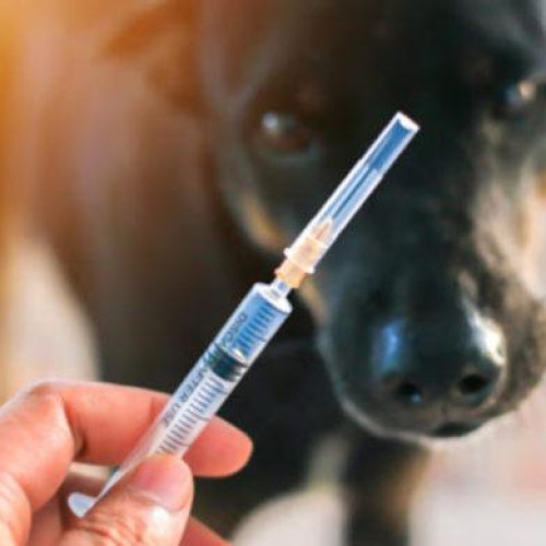 Creşte alarmant numărul cazurilor de rabie în Botoșani și județele învecinate