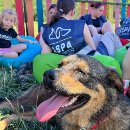 Ultimul târg de adopții de căței din acest an, organizat la Balotești