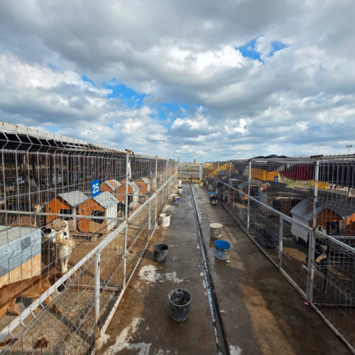 Voluntarii gălățeni susțin animalele din adăpostul din Șendreni