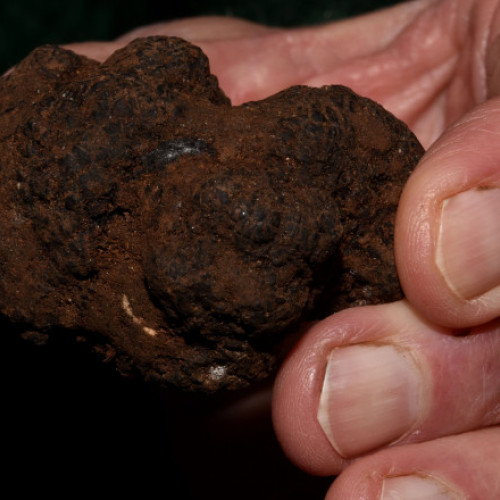 Doi bărbați prinși cu trufe ilegale în județul Suceava, sancționați de jandarmi