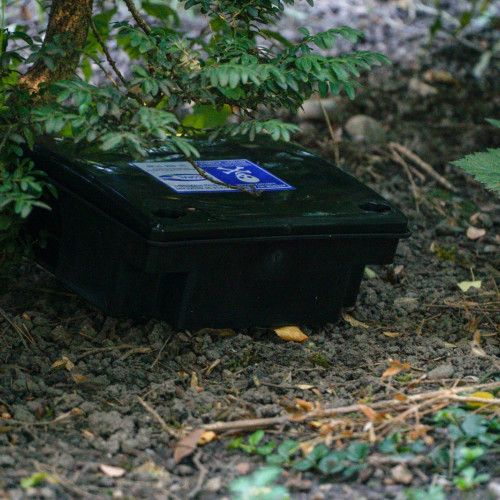 Acțiuni de deratizare și dezinfecție în Brașov între 3 și 7 noiembrie 2025